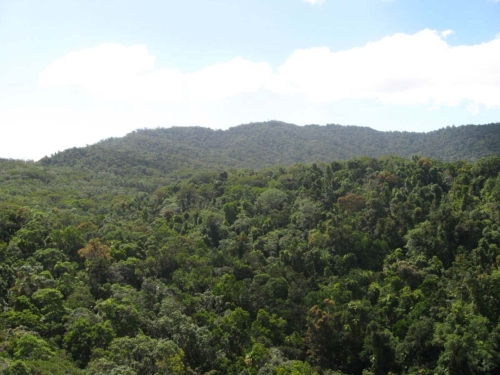skyrail_rainforest_cableway_images0547